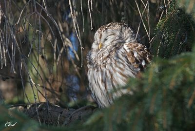 Chouette rayée - Barred owl