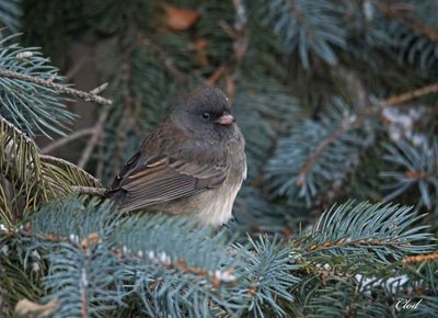 Junco ardoisé - Dark-eyed junco