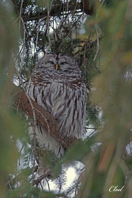 Chouette rayée - Barred owl