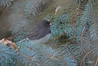 Junco ardoisé - Dark-eyed junco
