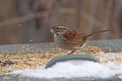Bruant des marais - Swamp sparrow