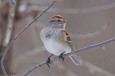 Bruant hudsonien - American tree sparrow