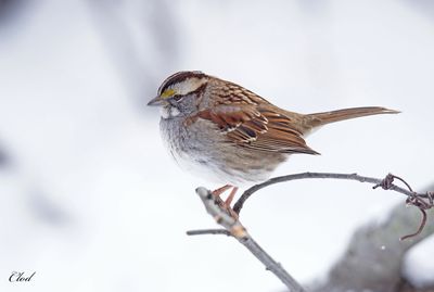 Bruant à gorge blanche - White-throated sparrow