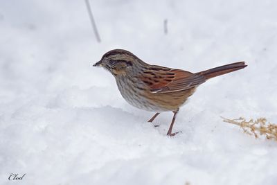 Bruant des marais - Swamp sparrow