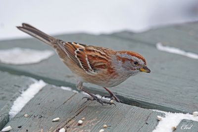 Bruant hudsonien - American tree sparrow