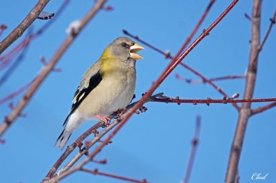 Gros-bec errant - Evening grosbeak (fem)