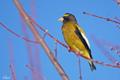 Gros-bec errant - Evening grosbeak