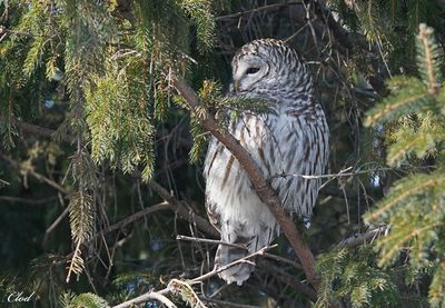 Chouette rayée - Barred owl