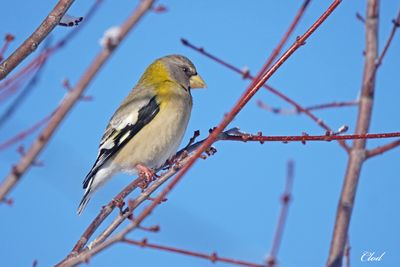 Gros-bec errant - Evening grosbeak