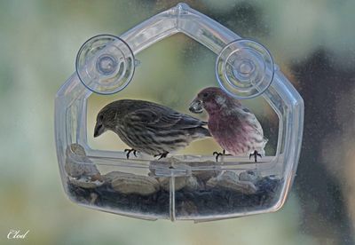 Roselins familiers - House Finch