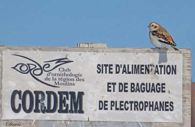 Plectrophane des neiges - Snow bunting