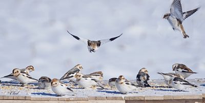 Plectrophane des neiges - Snow bunting