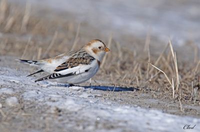 Plectrophane des neiges - Snow bunting