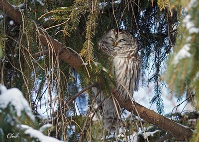 Chouette rayée - Barred owl