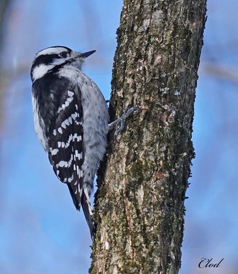Pic mineur - Downy woodpecker