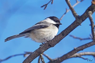 Mésange à tête noire - Black-capped chickadee