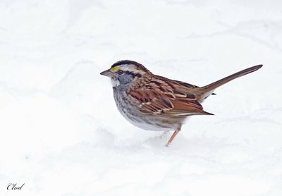 Bruant à gorge blanche - White-throated sparrow