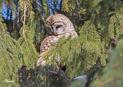 Chouette rayée - Barred owl