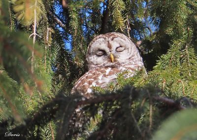 Chouette rayée - Barred owl