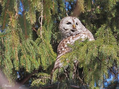 Chouette rayée - Barred owl