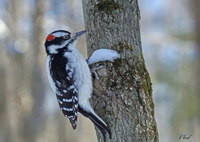 Pic chevelu - Hairy woodpecker