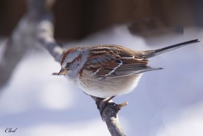 Bruant hudsonien - American tree sparrow