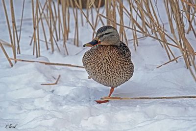 Canard colvert - Mallard