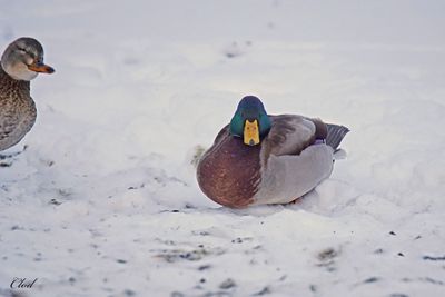 Canard colvert - Mallard