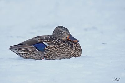 Canard colvert - Mallard (fem)