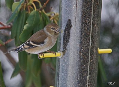 Chardonneret jaune - American goldfinch