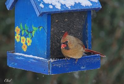 Cardinal rouge - Northern cardinal (fem)