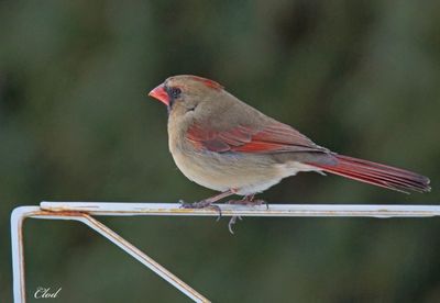 Cardinal rouge - Northern cardinal (fem)