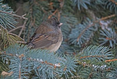 Junco ardoisé - Dark-eyed junco