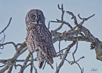 Chouette lapone - Great grey owl