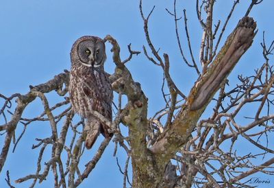 Chouette lapone - Great grey owl