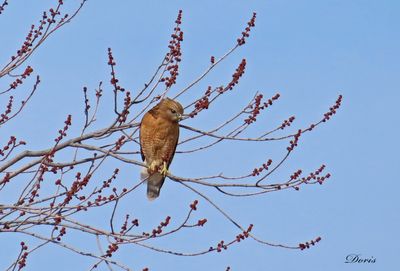 Buse à épaulettes - Red-shouldered Hawk