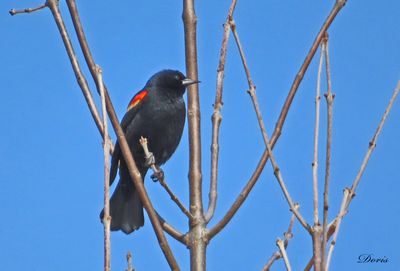 Carouge à épaulettes - Red-winged blackbird