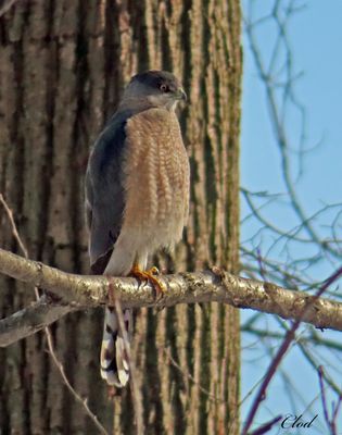 Épervier de Cooper - Cooper's hawk