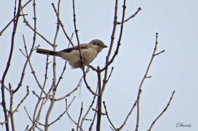 Pie-grièche boréale - Northern shrike