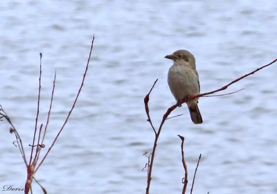 Pie-grièche boréale - Northern shrike