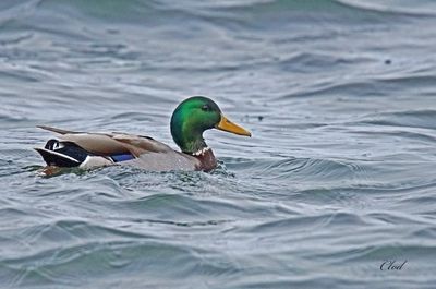 Canard colvert - Mallard