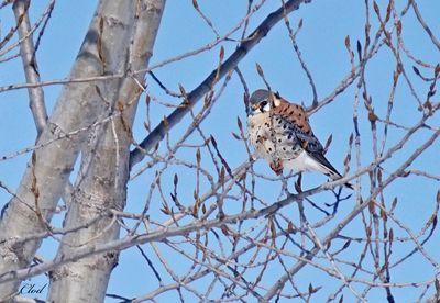 Crécerelle d'Amérique - American kestrel