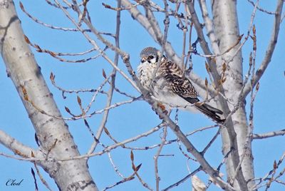 Crécerelle d'Amérique - American kestrel (F)
