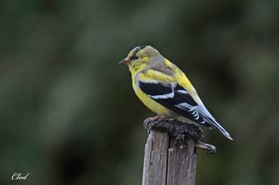 Photos récentes / Recent pictures