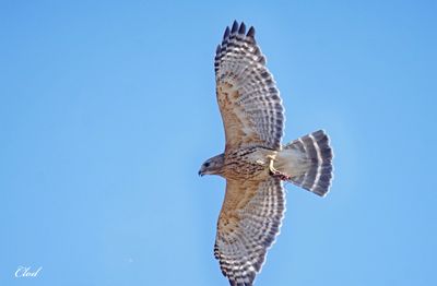 Buse à épaulettes - Red-shouldered Hawk