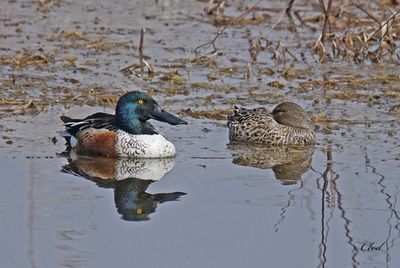 Canard souchet - Northern shoveler