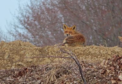 Renard roux - Red fox