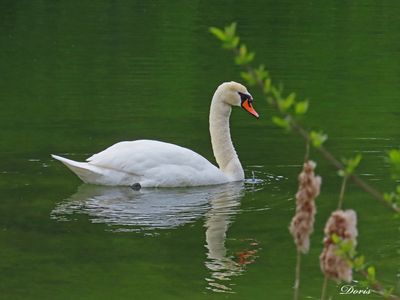 Cygne tubercul  - Mute swan