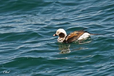 Harelde kakawi - Long-tailed duck