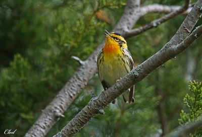 Paruline à gorge orangée - Blackburnian warbler